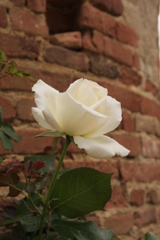 Domaine De Belcayre Bed & Breakfast Montauban Bagian luar foto