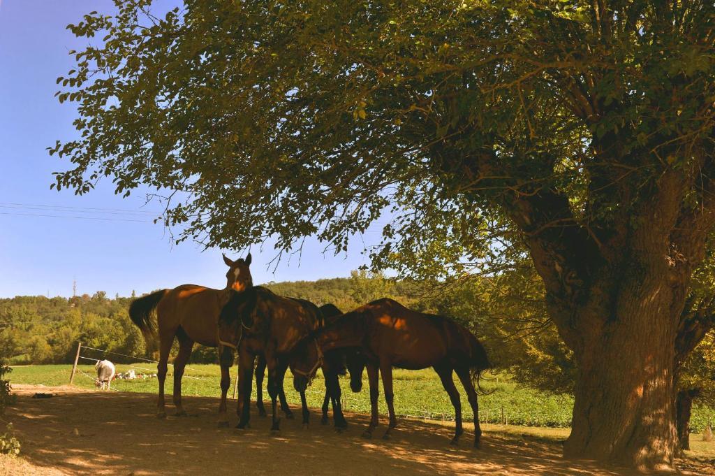 Domaine De Belcayre Bed & Breakfast Montauban Bagian luar foto
